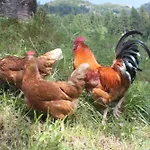 Bauernhof Grussberggut Bauernhof *