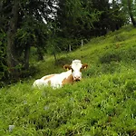 Bauernhof Grussberggut *